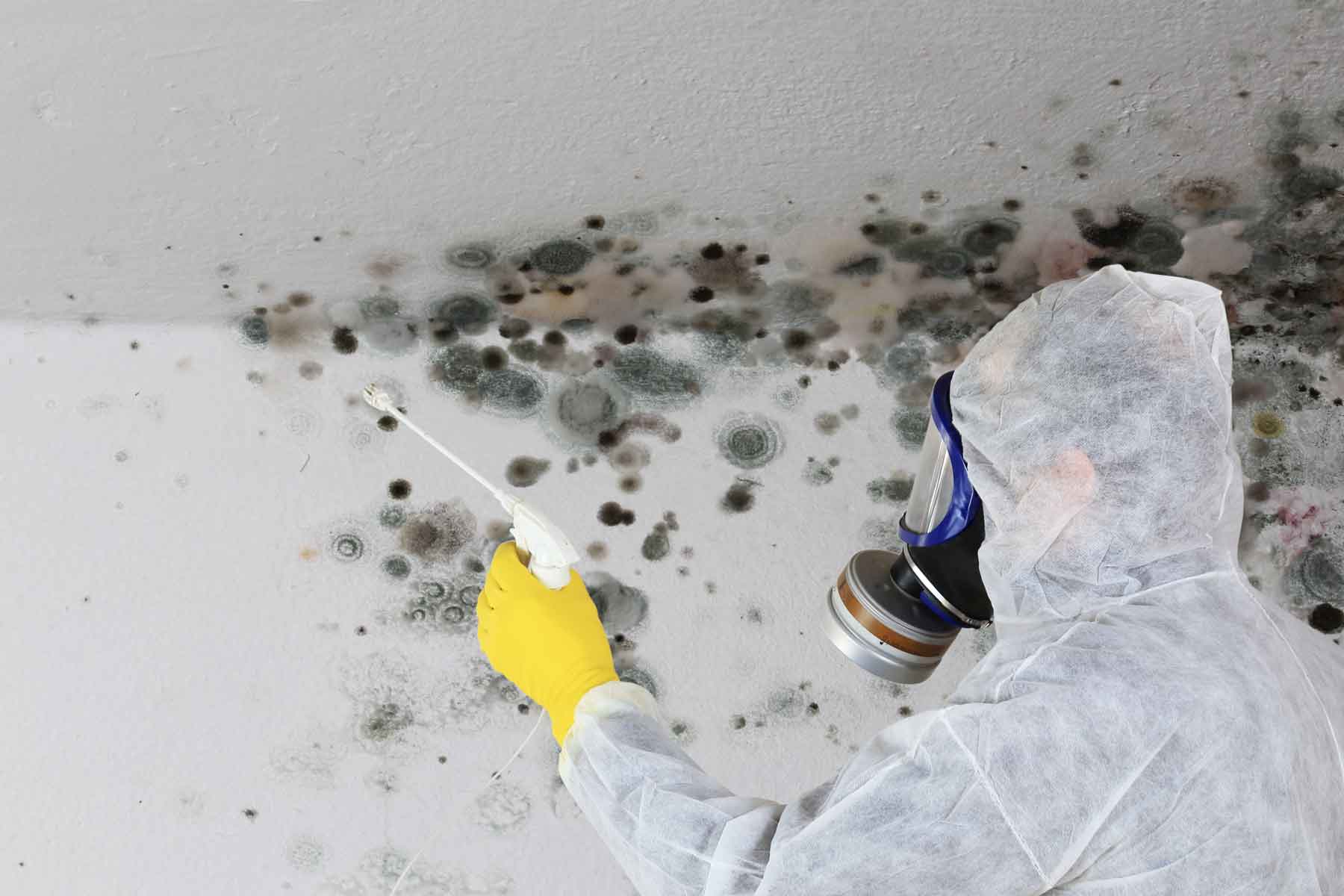 Brick City Restoration experts providing Mold Remediation in Cary, NC