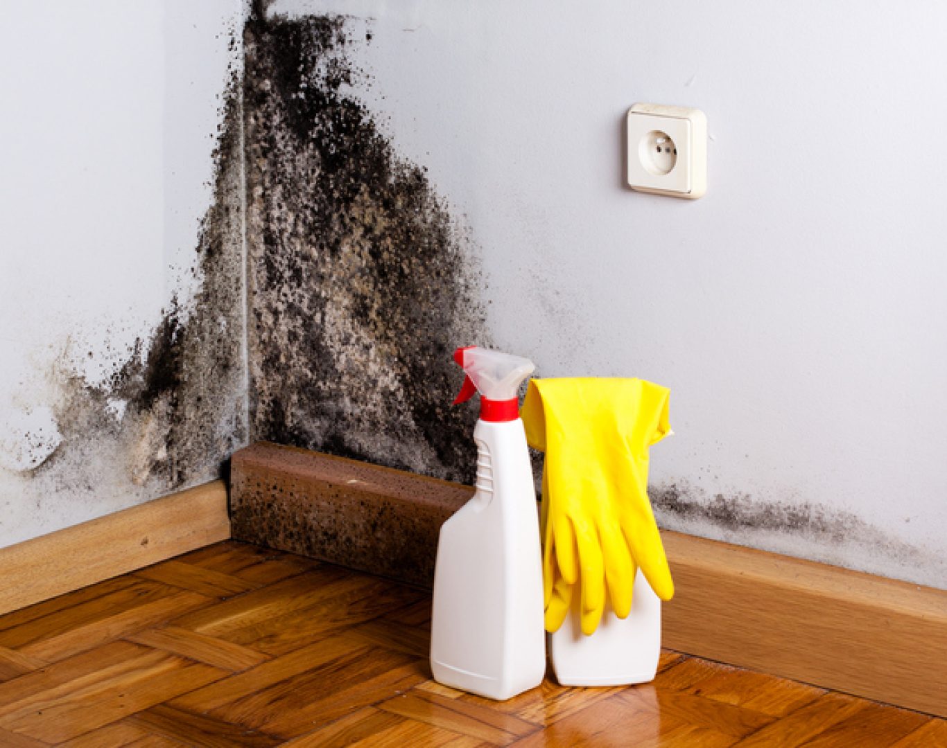 Professional Mold Remediation Company Cary, NC with water cleanup equipment